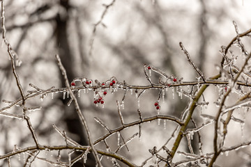 Red rosehip berries and tree branches covered with ice after freezing rain
