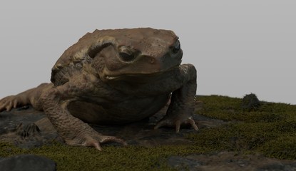 toad3dcg