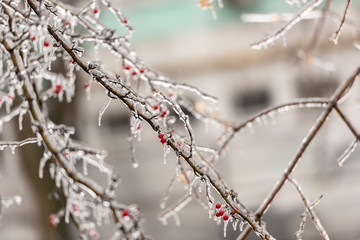 Red rosehip berries and tree branches covered with ice after freezing rain