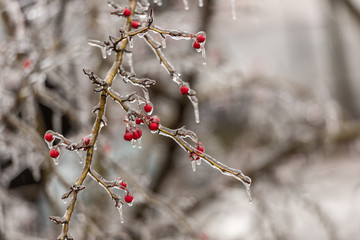 Red rosehip berries and tree branches covered with ice after freezing rain