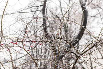 Fototapeta na wymiar Red rosehip berries and tree branches covered with ice after freezing rain