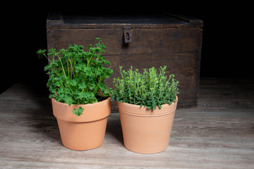 Oregano und Petersilie im Topf