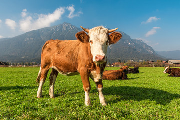 Fototapeta na wymiar cow in green mountain pasture in Bavarian Alps, Germany