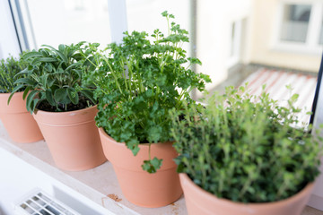 Küchenkräuter auf dem Fensterbrett