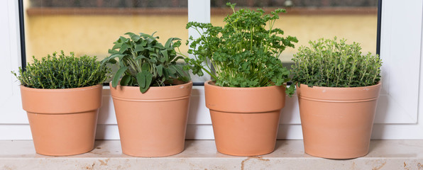 Küchenkräuter auf dem Fensterbrett, Panorama