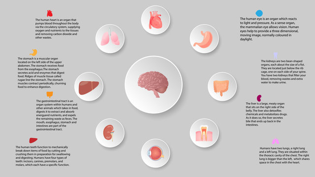 Human organs infografic vector design. Vital internal organs of the human body colored banner