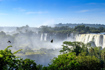 Birs at Iguazù Falls