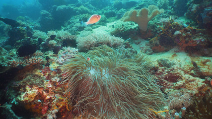 Fototapeta na wymiar Clown Anemonefish in actinia on coral reef. Amphiprion percula. Mindoro. Underwater coral garden with anemone and clownfish. Philippines