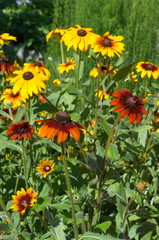 Obraz premium Colored Rudbeckiа blooms in the summer garden