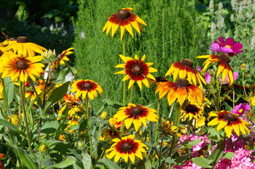 Blooming Rudbeckiа in the summer garden on a Sunny day