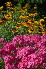 Pink Phlox and yellow Rudbeckiа in the summer garden