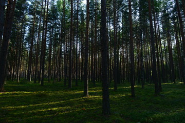 Pine forest in the light of the morning sun on the green  cover plants of blueberries and moss