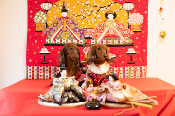 ひなまつりを楽しむダックスフンド