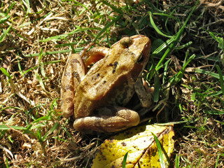 Common frog (Rana temporaria) in the garden
