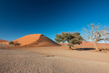 Fototapeta na wymiar Namibia Namib desert Dune45 and dead tree