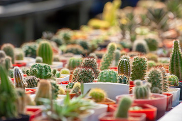 Many Small Cactus For decorative plant on table.