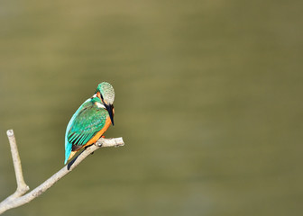 止まり木のカワセミ