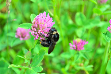 Bumblebee on clover flower. Drinks nectar from clover flower. Extraction of honey.