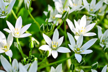 Obraz na płótnie Canvas White flowers on a green background. Can be used as a screen saver for a monitor or for a site.