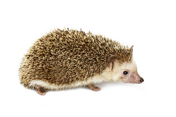 Image of small hedgehog isolated on white background. Wild Animals.