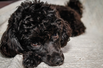 Little black young toy poodle pet on the bed