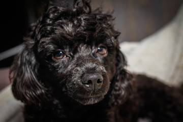 Little black young toy poodle pet on the bed