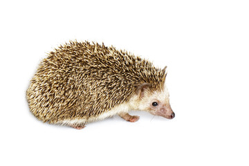 Image of small hedgehog isolated on white background. Wild Animals.