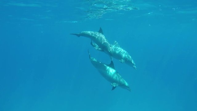 drei Delfine (blau-weißer delfine) schwimmen im Ozean um mich herum