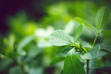green leaf with herbal concept with nature plant