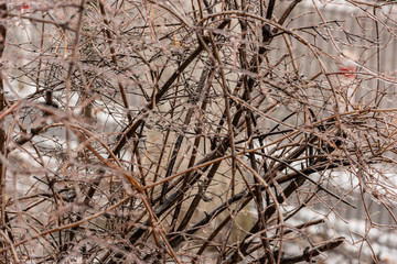 Frozen plants covered in a thick layer of ice after a winter ice storm with freezing rain