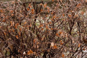 Frozen plants covered in a thick layer of ice after a winter ice storm with freezing rain