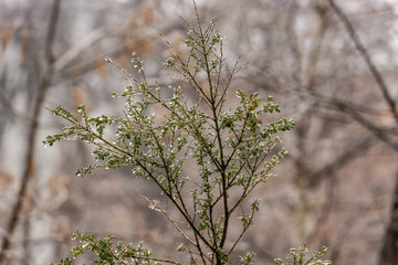 Frozen plants covered in a thick layer of ice after a winter ice storm with freezing rain