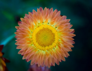orange flower on black background