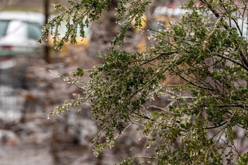 Frozen plants covered in a thick layer of ice after a winter ice storm with freezing rain
