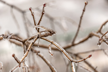 Frozen plants covered in a thick layer of ice after a winter ice storm with freezing rain