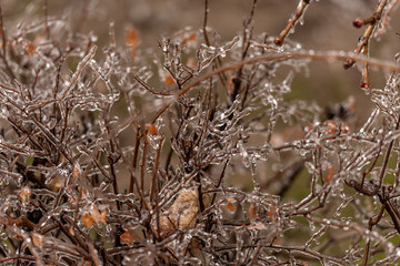 Frozen plants covered in a thick layer of ice after a winter ice storm with freezing rain