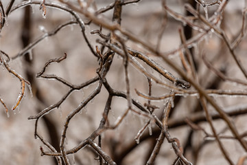 Frozen plants covered in a thick layer of ice after a winter ice storm with freezing rain