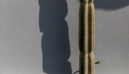 pianta grassa cactus