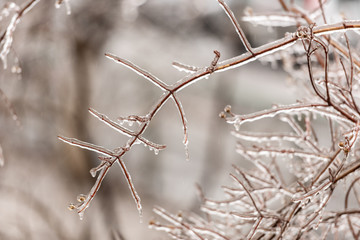 Frozen plants covered in a thick layer of ice after a winter ice storm with freezing rain