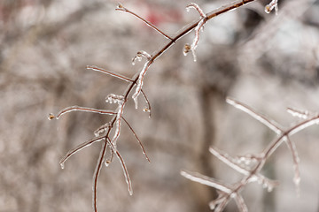 Frozen plants covered in a thick layer of ice after a winter ice storm with freezing rain
