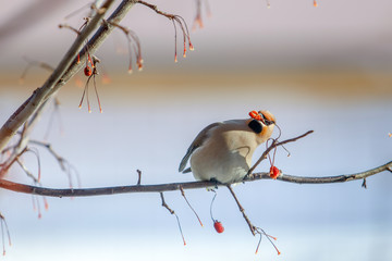 birds waxwing on the branches eat mountain ash