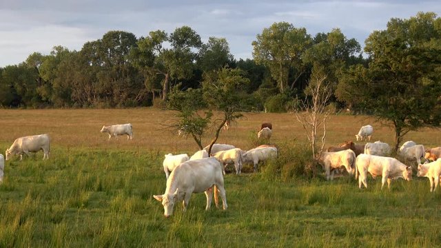 eine Herde von K&uuml;hen und Bullen (Charolais) auf einer Weide