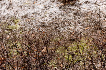 Frozen plants covered in a thick layer of ice after a winter ice storm with freezing rain