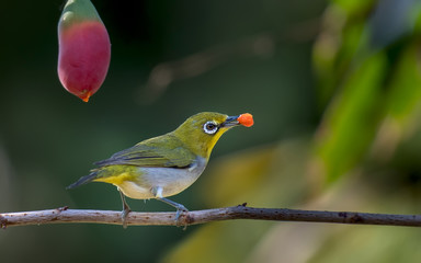 Oriental White-eye on branch with ripe fruit.
