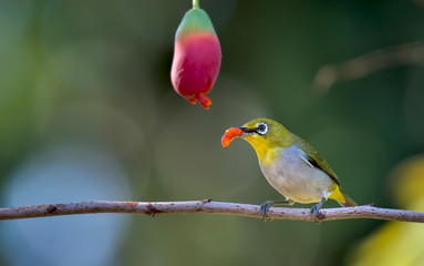 Oriental White-eye on branch with ripe fruit.
