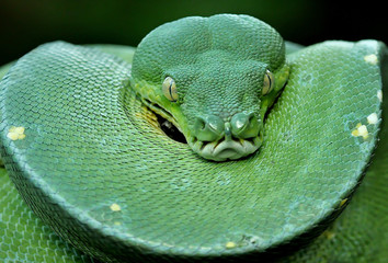Green Reticulated Snake (Morelia viridis) reticulated trees that can only be found in Maluku and...