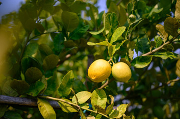 Ripe Lemons or Growing Lemon, Bunch of fresh lemon on a lemon tree branch in sunny garden.