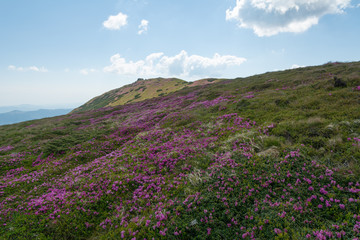 Naklejka na ściany i meble Summer in the mountains, flowering of the Carpathian flowers on the ridges.