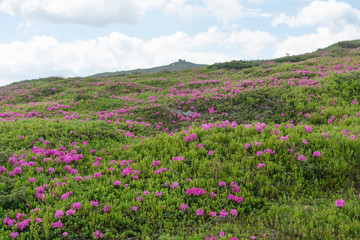 Summer in the mountains, flowering of the Carpathian flowers on the ridges.