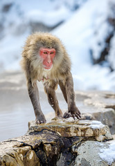 Wet Japanese macaque on the stone at natural hot springs in Winter season.  The Japanese macaque ( Scientific name: Macaca fuscata), also known as the snow monkey.